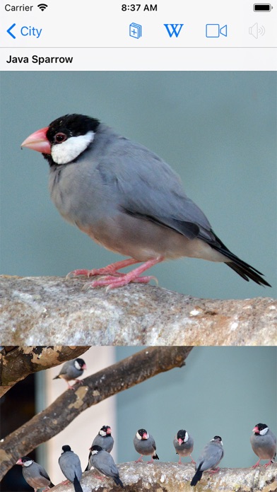 Bird ID Hawaii Screenshot