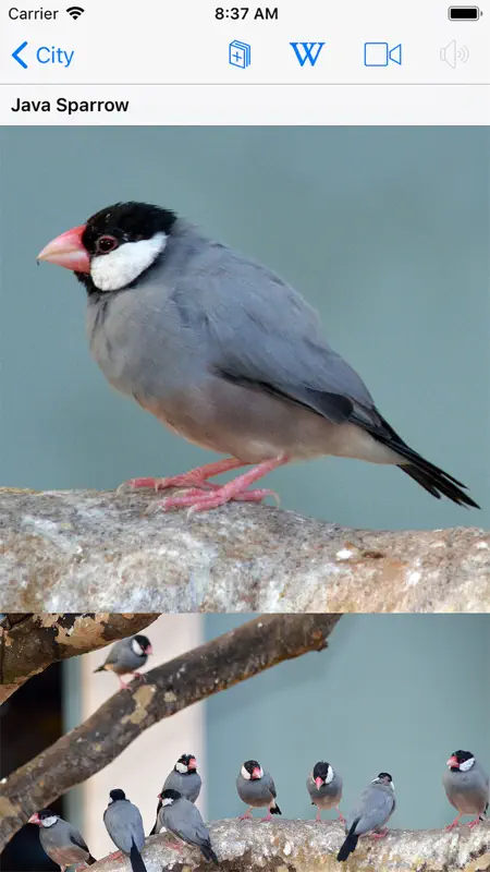 Bird ID Hawaii screenshot 7 of 10
