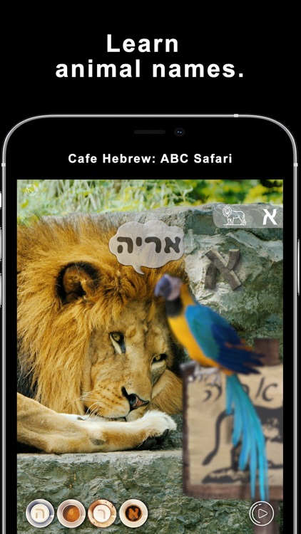 Cafe Hebrew: Safari