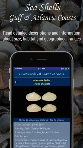 Game screenshot Gulf and Atlantic Sea Shells hack