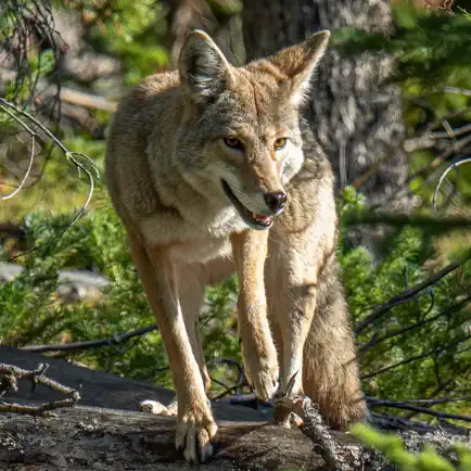 Ultimate Coyote Calls Cheats