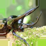 Download Insect Catching app