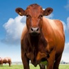Meat Sustainability Calculator
