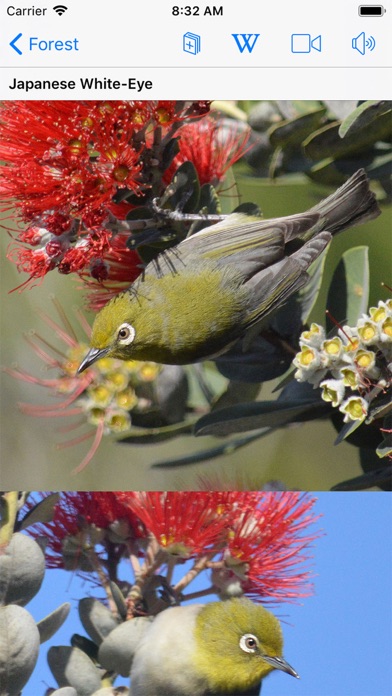 Bird ID Hawaii Screenshot