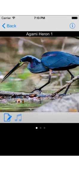 Game screenshot Costa Rica Birds mod apk
