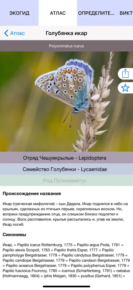 Экогид - Бабочки