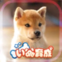 幸せの柴犬育成ゲーム3D apk