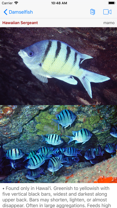 Snorkel Fish Hawaii for iPhoneのおすすめ画像6