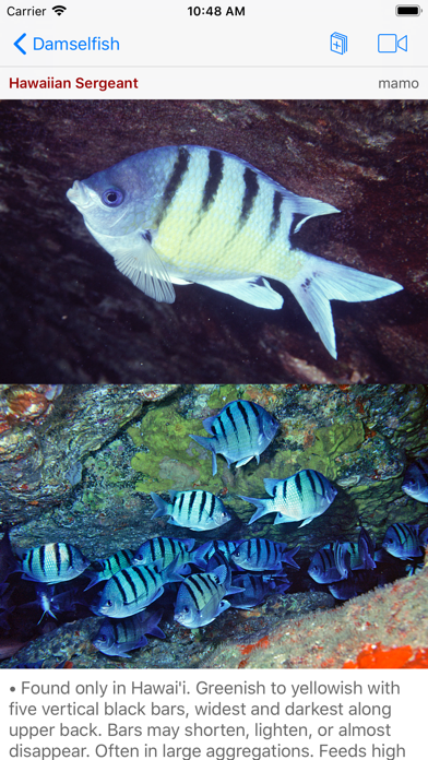 Snorkel Fish Hawaii for iPhone Screenshot