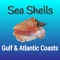 Gulf and Atlantic Sea Shells