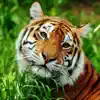 Asian Tiger Survival Simulator delete, cancel