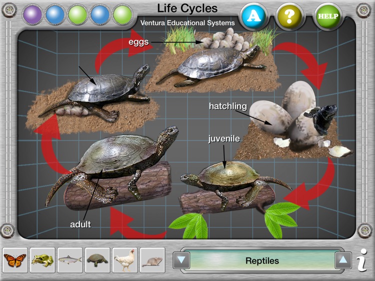 Interactive Life Cycles screenshot-3