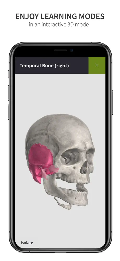 Anatomyka Skeleton