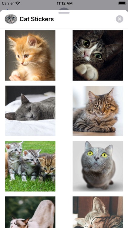 Cute Cat Collection