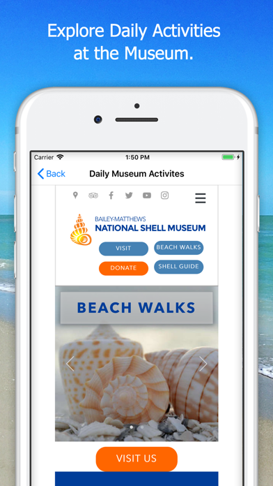 Shell Museum: Identify Shells Screenshot