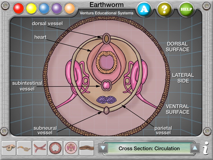 Earthworm Anatomy screenshot-3