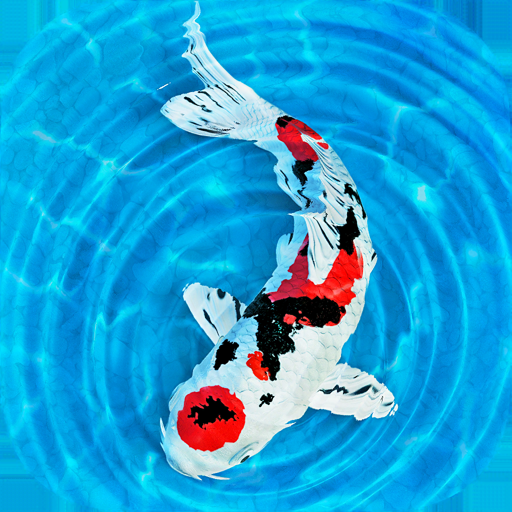 My Koi Iphoneアプリ Applion My Koi Iphoneアプリ Applion