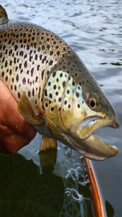 Stillwater Fly Fishing screenshot-4