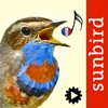 Chants d’oiseaux automatique icon