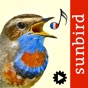 Chants d’oiseaux automatique app download