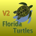 Florida Turtles – Guide to Common Species