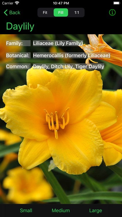 Flower Ref
