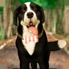 My Virtual Pet Dog Care :Puppy icon