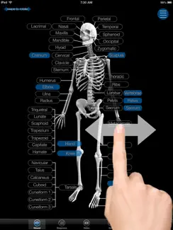 Skeletal Anatomy 3D iPad image 1