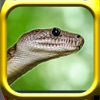 Snake Rampage - A Snake Game icon