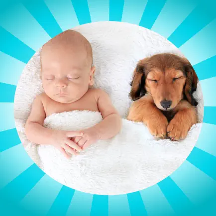 Baby Animal Wheel Читы