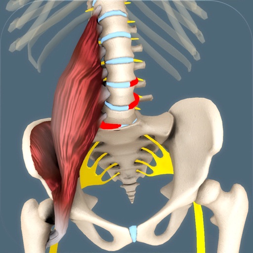 Psoas 3D Interactive Model