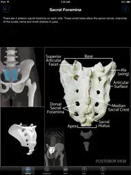 Skeletal Anatomy 3D ipad bilder 2