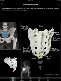 Skeletal Anatomy 3D iPad image 3