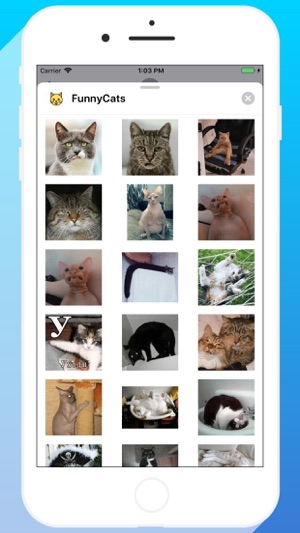 Talkitty - Cats Stickers(圖5)-速報App