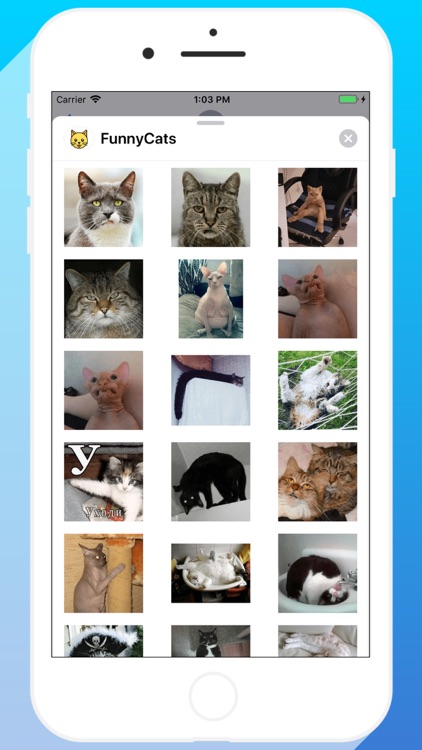Talkitty - Cats Stickers screenshot-4