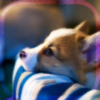 幸せの犬育成ゲーム3D apk