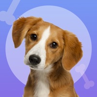 강아지 키 우 는 조수. PC 용