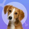 What is the dog thinking