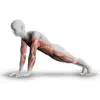 Plank - 30 Days of Challenge contact information