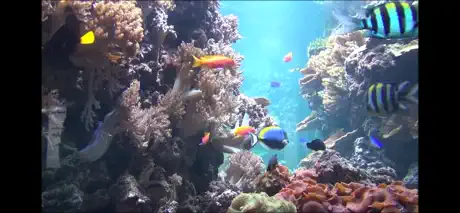 Aquarium Videos 3D