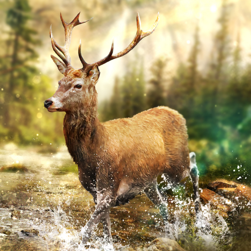 Hunting Clash: Jäger Spiele