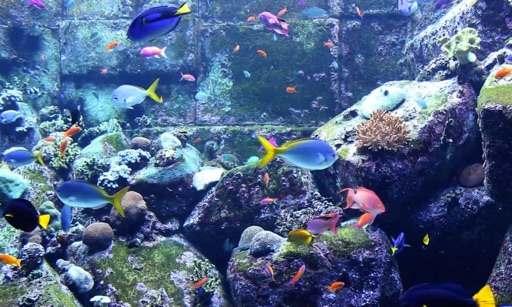 Real Aquariums HD