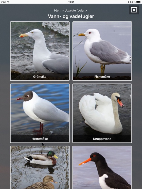 Screenshot #5 pour Fugler i nærmiljøet