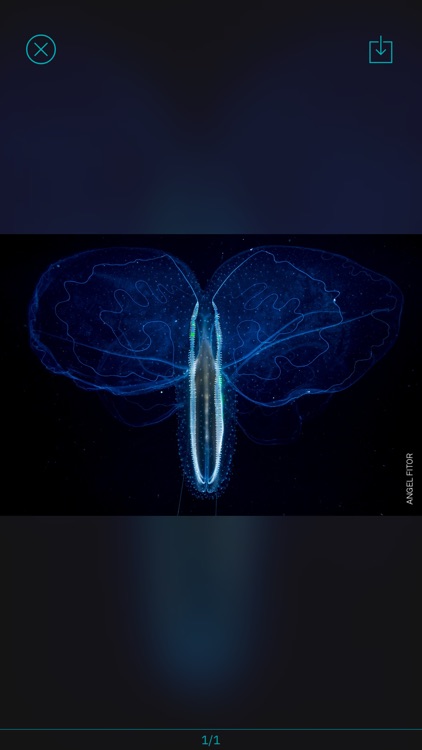 Simple T for Twitter