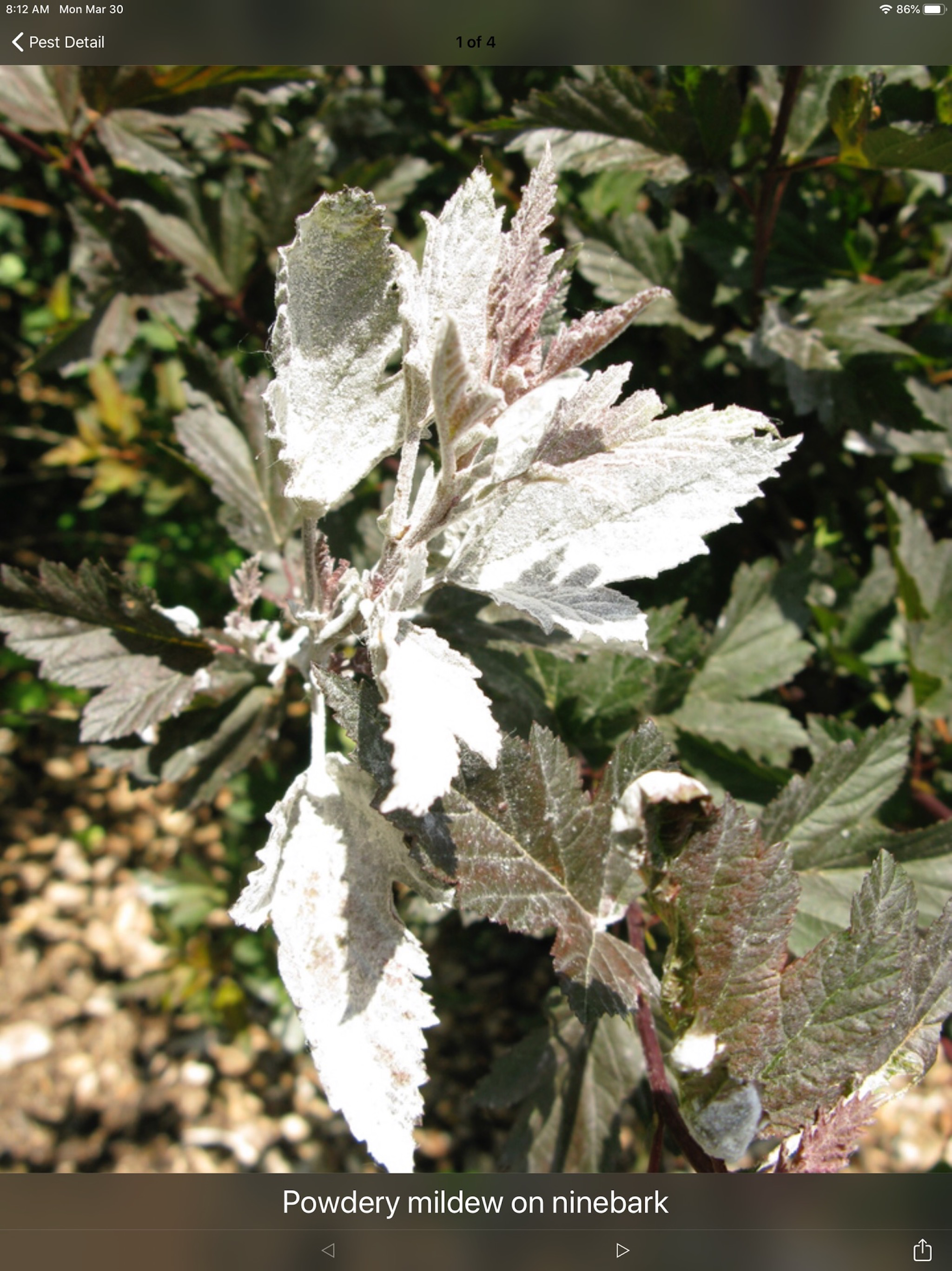 Purdue Shrub Doctor