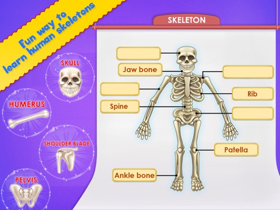 Screenshot #5 pour Human Body Parts Play to Learn