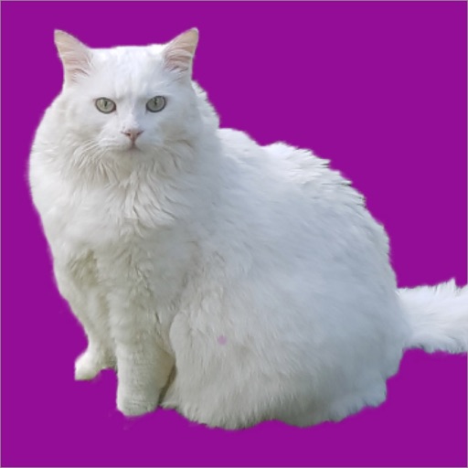 White Cat Stickers