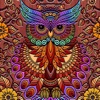 Coloring Owl:Paint Color Cases