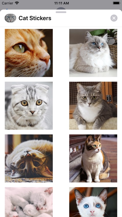 Cute Cat Collection