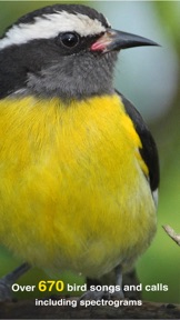 All Birds PR -> Antigua screenshot